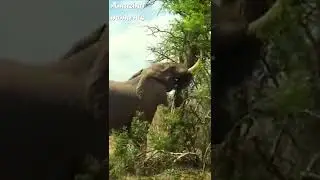 Wow! ELEPHANT BREAKS TREE! #shorts #wow #elephant #break #tree