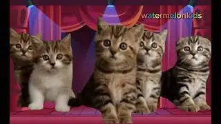 Anak Kucing Meong Meong | Lagu Anak Indonesia | kids song | Meow meow kitten song | kucing palestina