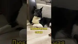 Любвеобильная собака 🐕 #щенок #собака #питомцы #животные #dog