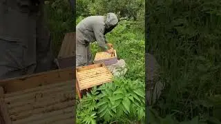 9 июня, снимаем мёд. Первый мёд в наших краях с желтой акации. 