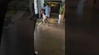 Trolling Coco with fake dog sound #dog #cute #cuteness #funny #memes #pets
