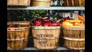 How to Reap the Most From What You Sow pt  1