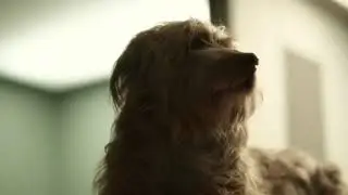 VODAFONE  Kippy - Limitless love
