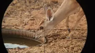 Caçada deu 🦌 mateiro/fuboca na bebida das curduniz