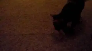 Nikita vs. Da Bird - round 1