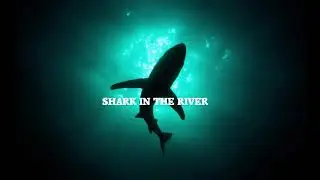 Shark in the river