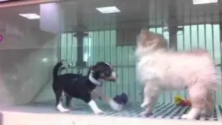 Puppy fight cell block D