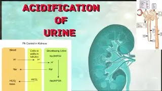 ACIDIFICATION OF URINE #PHYSIOLOGY_MADE_EASY