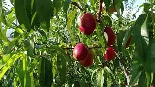 Огляд Нектаринів та Персиків.....