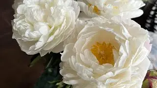 Сатсанг. Причины 