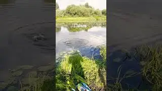 Линь на удочку.