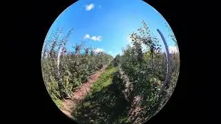 Insta360 X3 lens reflection