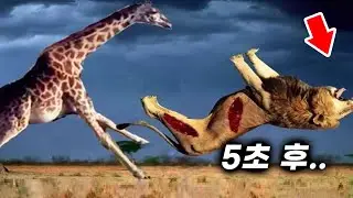미친 기린과 맞짱뜬 사자의 끔찍한 최후