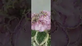 Cajun's Just One Kiss маленька красуня