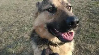 Гуляем с собакой в Ягодном