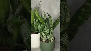 сансевиерия