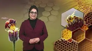 Status and scope of apiculture 