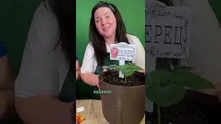 Какие культуры можно выращивать в чаше Петри? 