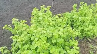 Обзор моего маленького, огородика на 19 мая