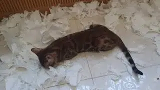 Вики добралась до бумажных полотенец.🙈 Что она наделала🙈Бенгальская кошка (котенок)