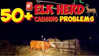 50+ ELK Herd causing DAMAGE & PROBLEMS 🦌𐂂🤬