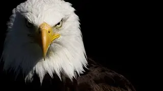 The Eagles 