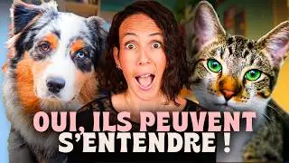Stop believing that DOGS hate CATS!