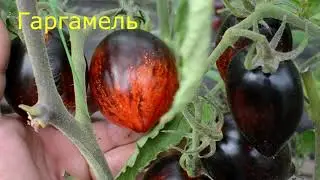 Сорта томатов 2020№7