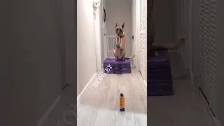 chien agressif au lance pierre 😭 #dogs #chien #funny #animals