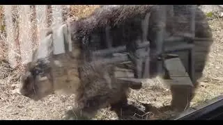 A wombat in a Japanese zoo has lived to the age of Christwombat, named Wayed. 
