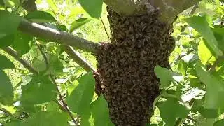 В какую погоду улетают рои?!#пасека #пчеловодство