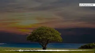 Come Around - Chill Indie Funk Background Music by Kids Fly | Copyright Free