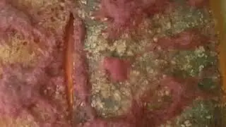 трубочник изя