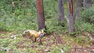 The Formidable Mr. & Mrs. Fox!