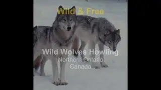Wolves Howling Apr 2015