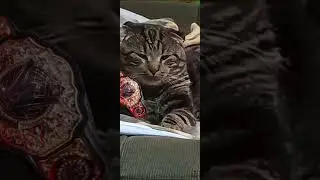 Новый чемпион в тяжелом весе 