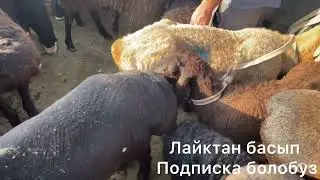 АК БАТА КОЙ БАЗАРЫ 16.06.26 