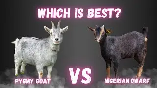 Pygmy Goats vs Nigerian Dwarf Goats | Key Differences and Which One is Right for You?