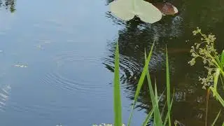 Водомерка