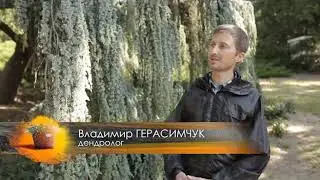 Прогулка по саду с Зоей Козичевой. Никитский ботанический сад.