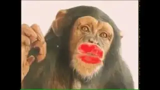 Обезьяна лучше любей целует😂