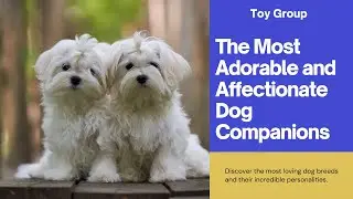Top 12 Toy Group Dogs