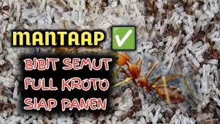 BIBIT SEMUT RANGRANG SUPER FULL KROTO SIAP PANEN DAN DIJUAL UNTUK BINAAN ✅