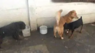 Dezső, Walter, Totya, Boxi