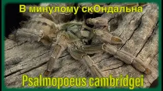 Psalmopoeus cambridgei опис та утримання)))#Psalmopoeuscambridgei