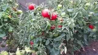 26.09.2024. (Часть 1). Пятый сбор урожая помидоров низкорослого сорта 