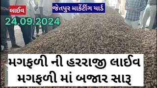 મગફળી ની હારરાજી લાઈવ જેતપુર માર્કેટીંગ યાર્ડ 24.09.2024 #live magfali ni harraji jetpur marketing