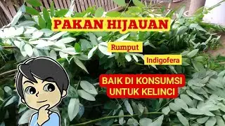 RUMPUT INDIGOFERA KAYA AKAN NUTRISI BAIK UNTUK KELINCI