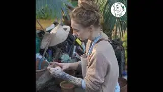 Techniques To Germinat Watermelom