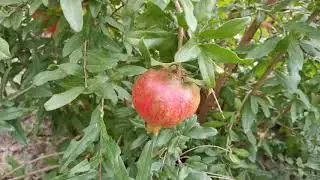 #Варениковская